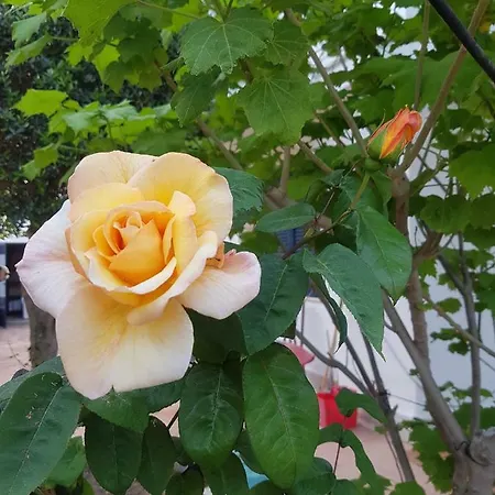 Giada-8 Leporano